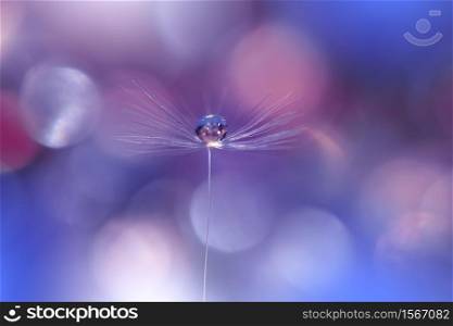 Beautiful Nature Background.Floral Art Design.Abstract Macro Photography.Pastel Flower.Dandelion Flowers.Blue Background.Creative Artistic Wallpaper.Wedding Invitation.Celebration,love.Close up View.Water Drops.Tranquil Natural Background.Violet Color.