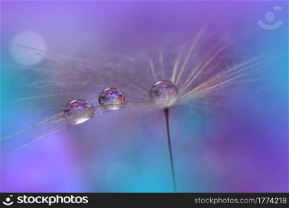 Beautiful Nature Background.Floral Art Design.Abstract Macro Photography.Pastel Flower.Dandelion Flowers.Violet Background.Creative Artistic Wallpaper.Wedding Invitation.Celebration,love.Close up View.Water Drops.Tranquil Natural Background.