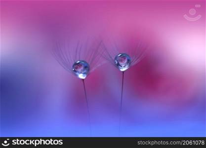 Beautiful Nature Background.Floral Art Design.Abstract Macro Photography.Pastel Flower.Dandelion Flowers.Violet and Blue Background.Creative Artistic Wallpaper.Wedding Invitation.Celebration,love.Close up View.Water Drops.Tranquil Natural Background.