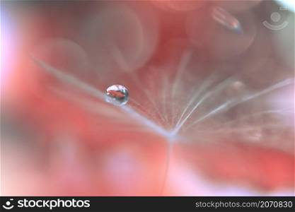 Beautiful Nature Background.Floral Art Design.Abstract Macro Photography.Pastel Flower.Dandelion Flowers.Orange Background.Creative Artistic Wallpaper.Wedding Invitation.Celebration,love.Close up View.Water Drops.Tranquil Natural Background.