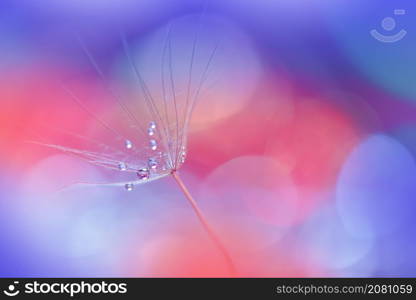 Beautiful Nature Background.Floral Art Design.Abstract Macro Photography.Pastel Flower.Dandelion Flowers.Blue Background.Creative Artistic Wallpaper.Wedding Invitation.Celebration,love.Close up View.Water Drops.Tranquil Natural Background.