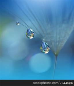 Beautiful Nature Background.Floral Art Design.Abstract Macro Photography.Pastel Flower.Dandelion Flowers.Blue Background.Creative Artistic Wallpaper.Wedding Invitation.Celebration,love.Close up View.Water Drops.Tranquil Natural Background.