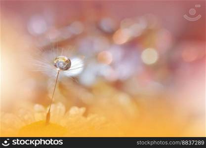 Beautiful Nature Background.Floral Art Design.Abstract Macro Photography.Pastel Flower.Dandelion Flowers.Yellow Background.Creative Artistic Wallpaper.Wedding Invitation.Celebration,love.Close up View.Water Drops.Tranquil Natural Background.