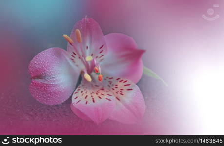 Beautiful Nature Background.Floral Art Design.Abstract Macro Photography.Pink Flower.Pastel Flowers.Violet Background.Creative Artistic Wallpaper.Wedding Invitation.Celebration,love.Close up View.Happy Holidays.White Color.Copy Space.