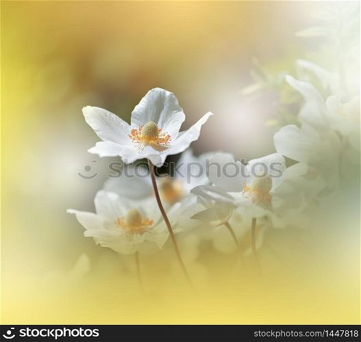Beautiful Nature Background.Floral Art Design.Abstract Macro Photography.White Anemone Flower.Pastel Flowers.White Background.Creative Artistic Wallpaper.Wedding Invitation.Celebration,love.Close up View.Happy Holidays.Golden Color.Copy Space.