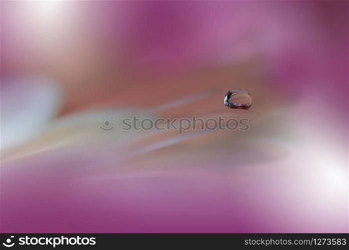 Beautiful Nature Background.Floral Art Design.Abstract Macro Photography.White Daisy Flower.Pastel Flowers.Violet Background.Creative Artistic Wallpaper.Wedding Invitation.Celebration,love.Close up View.Happy Holidays.Pink Color.Copy Space.