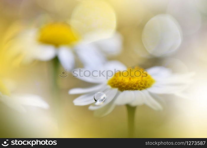 Beautiful Nature Background.Floral Art Design.Abstract Macro Photography.White Daisy Flower.Pastel Flowers.Yellow Background.Creative Artistic Wallpaper.Wedding Invitation.Celebration,love.Close up View.Happy Holidays.Golden Color.Copy Space.