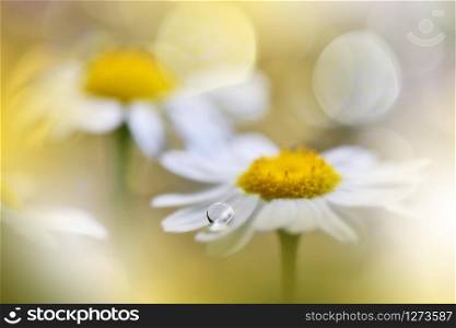 Beautiful Nature Background.Floral Art Design.Abstract Macro Photography.White Daisy Flower.Pastel Flowers.Yellow Background.Creative Artistic Wallpaper.Wedding Invitation.Celebration,love.Close up View.Happy Holidays.Golden Color.Copy Space.
