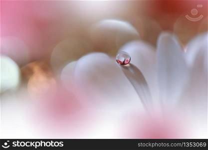 Beautiful Nature Background.Floral Art Design.Abstract Macro Photography.White Daisy Flower.Pastel Flowers.White Background.Creative Artistic Wallpaper.Wedding Invitation.Celebration,love.Close up View.Happy Holidays.Pink Color.Copy Space.