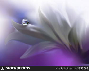 Beautiful Nature Background.Floral Art Design.Abstract Macro Photography.White Daisy Flower.Pastel Flowers.White Background.Creative Artistic Wallpaper.Wedding Invitation.Celebration,love.Close up View.Happy Holidays.Violet Color.Copy Space.