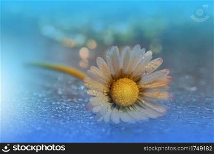 Beautiful Nature Background.Floral Art Design.Abstract Macro Photography.White Daisy Flower.Pastel Flowers.Blue Background.Creative Artistic Wallpaper.Wedding Invitation.Celebration,love.Close up View.Happy Holidays.Golden Color.Copy Space.Water Drops.Spa.