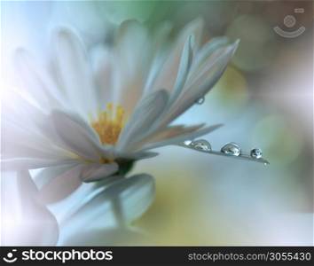 Beautiful Nature Background.Floral Art Design.Abstract Macro Photography.White Daisy Flower.Pastel Flowers.White Background.Creative Artistic Wallpaper.Wedding Invitation.Celebration,love.Close up View.Happy Holidays.Golden Color.Copy Space.