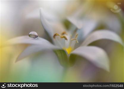 Beautiful Nature Background.Floral Art Design.Abstract Macro Photography.White Flower.Pastel Flowers.White Background.Creative Artistic Wallpaper.Wedding Invitation.Celebration,love.Close up View.Happy Holidays.Golden Color.Copy Space.