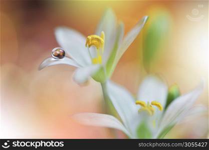 Beautiful Nature Background.Floral Art Design.Abstract Macro Photography.White Flower.Pastel Flowers.Yellow Background.Creative Artistic Wallpaper.Wedding Invitation.Celebration,love.Close up View.Happy Holidays.Golden Color.Copy Space.