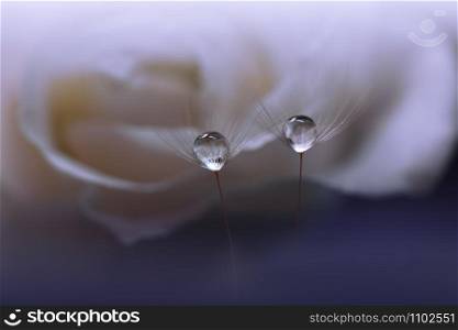 Beautiful Nature Background.Floral Art Design.Abstract Macro Photography.White Rose Flower.Dandelion Flowers.White Background.Creative Artistic Wallpaper.Wedding Invitation.Celebration,love.Close up View.Water Drops.