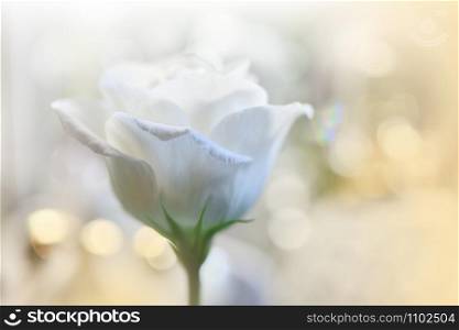 Beautiful Nature Background.Floral Art Design.Abstract Macro Photography.White Rose Flower.Pastel Flowers.White Background.Creative Artistic Wallpaper.Wedding Invitation.Celebration,love.Close up View.Happy Holidays.Golden Color.Copy Space.
