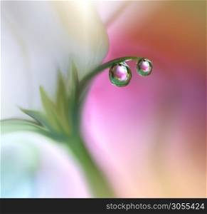 Beautiful Nature Background.Floral Art Design.Abstract Macro Photography.White Rose Flower.Pastel Flowers.Pink Background.Creative Artistic Wallpaper.Wedding Invitation.Celebration,love.Close up View.Happy Holidays.Violet Color.Copy Space.Water Drops.