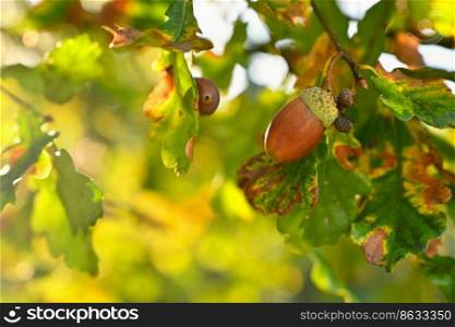 Beautiful nature background for autumn time. Fruits of the oak tree. (Quercus robur)