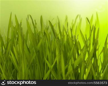 Beautiful nature background. Grass over blurred green backdrop.