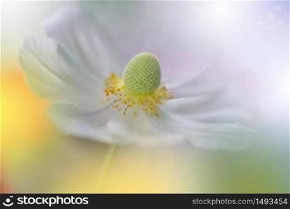 Beautiful Nature Background.Macro Shot of Amazing Spring Magic Anemone Flowers.Border Art Design.Magic light.Extreme close up Photography.Conceptual Abstract Image.Fantasy Floral Art.Creative Artistic Wallpaper.Web Banner.Golden and Yellow Colors.