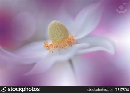 Beautiful Nature Background.Macro Shot of Amazing Spring Magic Anemone Flowers.Border Art Design.Magic light.Extreme close up Photography.Conceptual Abstract Image.Fantasy Floral Art.Creative Artistic Wallpaper.Web Banner.Violet and White Colors.