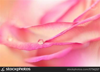 Beautiful Nature Background.Macro Shot of Amazing Spring Magic Rose Flowers.Border Art Design.Magic light.Extreme close up Photography.Conceptual Abstract Image.Fantasy Floral Art.Creative Artistic Wallpaper.Web Banner.Golden and Pink Colors.