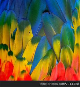Beautiful nature background texture of Scarlet Macaw feathers pattern