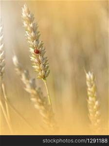 Beautiful Nature Background.Wheat Field.Ears of Golden Wheat Close up. Sunset Landscape.Rural Scenery under Shining Sunlight.Creative Artistic Wallpaper.Art Photography.Macro Photo.Red Ladybug.Art Design.Golden Color.Copy Space.