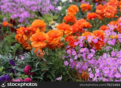 Beautiful nature background with bright flowers