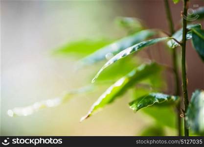 Beautiful nature background with green leaves and water drops at sunlight. Tropical plant and leaves. Ecology, environment and Vegetation concept