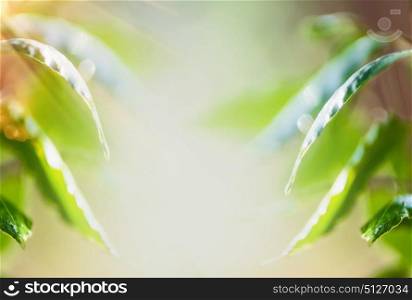 Beautiful nature background with green leaves and waterdrops at sunlight, tropical plant and leaves, frame. Ecology, environment and Vegetation or spa concept