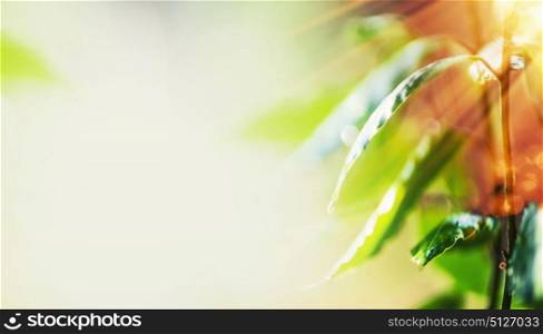 Beautiful nature background with green leaves , water drops and sunset light, tropical plant and leaves,banner. Ecology, environment and Vegetation or wellness concept