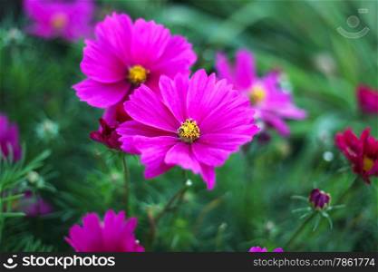 Beautiful nature background with pink Cosmos flowers