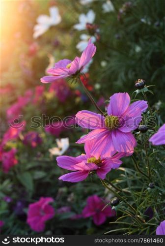 Beautiful nature background with pink Cosmos flowers with sunlight