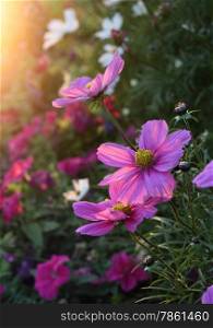 Beautiful nature background with pink Cosmos flowers with sunlight