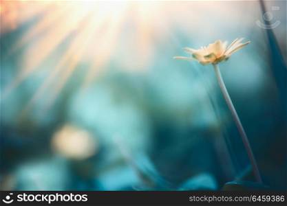 Beautiful nature background with wild yellow buttercup flower and sun rays