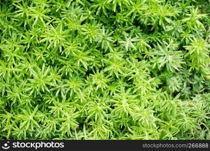 Beautiful nature Grass for background