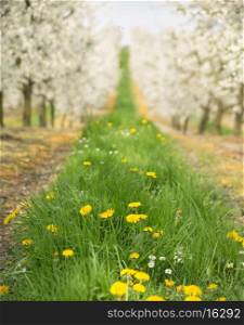 Beautiful nature in the spring cherry orchard