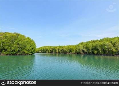 Beautiful nature landscape of mangrove forest at Phante Melaka Canal in summer. Water travel route to cruise to Crocodile Cave at Koh Tarutao National Park, Satun, Thailand. Mangrove forest at Koh Tarutao, Thailand