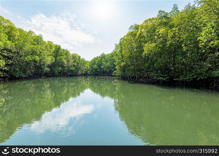 Beautiful nature landscape of mangrove forest at Phante Melaka Canal under the sunlight in summer. Water travel route to Crocodile Cave at Tarutao National Park, Satun, Thailand. Mangrove forest at Koh Tarutao, Thailand