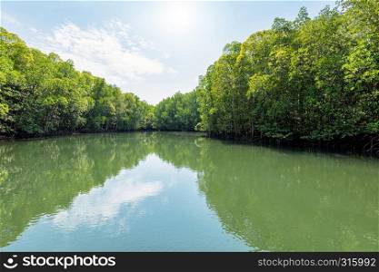 Beautiful nature landscape of mangrove forest at Phante Melaka Canal under the sunlight in summer. Water travel route to Crocodile Cave at Tarutao National Park, Satun, Thailand. Mangrove forest at Koh Tarutao, Thailand