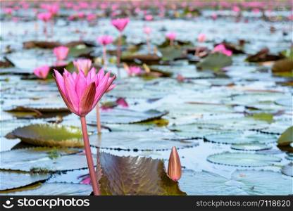 Beautiful nature landscape of many red lotus flowers, close up Red Indian Water Lily or Nymphaea Lotus in the pond at Thale Noi Waterfowl Reserve Park, Phatthalung province, Thailand. Red lotus flowers in the pond, Thailand