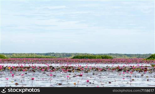 Beautiful nature landscape of many red lotus flowers or Red Indian Water Lily or Nymphaea Lotus in the pond at Thale Noi Waterfowl Reserve Park, Phatthalung province, Thailand, 16:9 wide screen. Lotus pond at Thale Noi Waterfowl Reserve Park