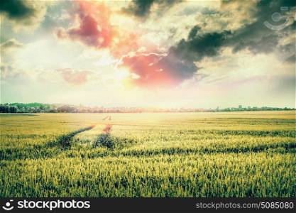 Beautiful nature landscape with field and traces of tractor at sunset sky. Valley with Wheat field.