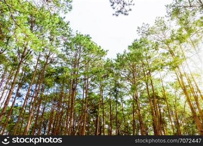 Beautiful nature, many tree of the Pinus kesiya (Khasi pine, Benguet pine or three-needled pine) forest under the sun shining light at the morning in Thailand. Pinus kesiya forest in Thailand