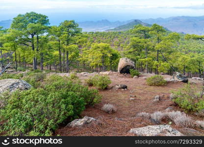 Beautiful nature mountain landscape of Canary Island with green pine trees at foreground