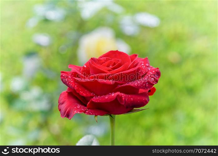 Beautiful nature of the flower garden, close-up red rose blooming on the branch under the bright sunlight and the green garden is the background. Red rose blooming on the green garden