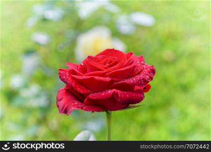 Beautiful nature of the flower garden, close-up red rose blooming on the branch under the bright sunlight and the green garden is the background. Red rose blooming on the green garden