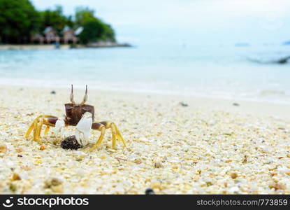 Beautiful nature of wildlife, Close-up of Wind Crab, Ghost Crab or Ocypode on the sand in summer at the beach near the sea in Koh Lipe island, of Tarutao National Park, Satun, Thailand. Close-up of Wind Crab on the sand