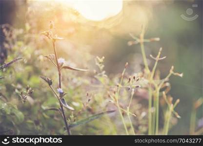 Beautiful nature pictures It is composed of flowers, grass, sundews and morning sun, for use about background or wallpaper